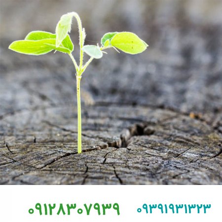 فروش برند/ آیا شما هم شکست را در زندگی مقدمه ای برای پیروزی می دانید ؟