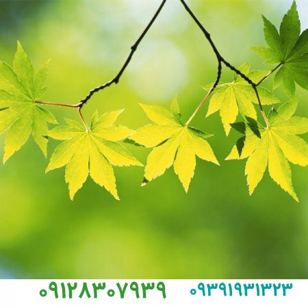 خرید برند،مدت زمان ثبت برند چقدر است؟