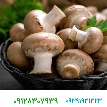 صفر تا صد ثبت برند قارچ